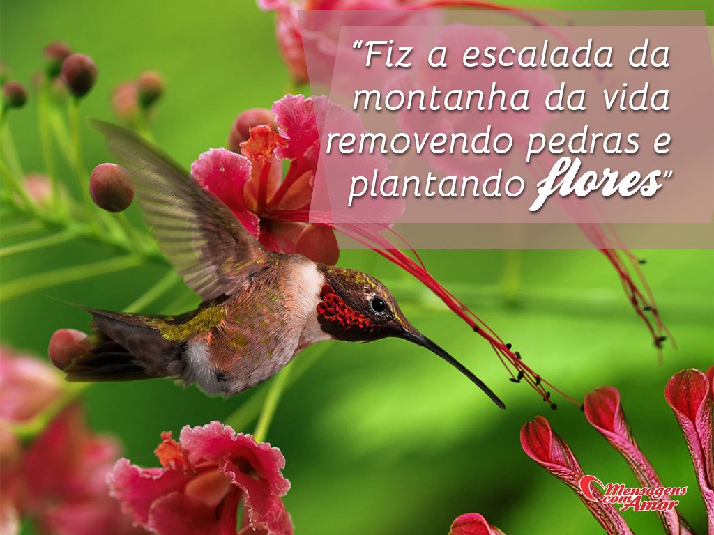 Coletânea de Frases. Seleção especial com as melhores! Coletânea de Frases. Seleção especial com as melhores!