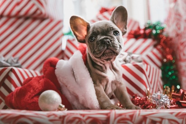 Cachorro sentado em gorro natalino, rodeado por caixas de presentes e decorações.
