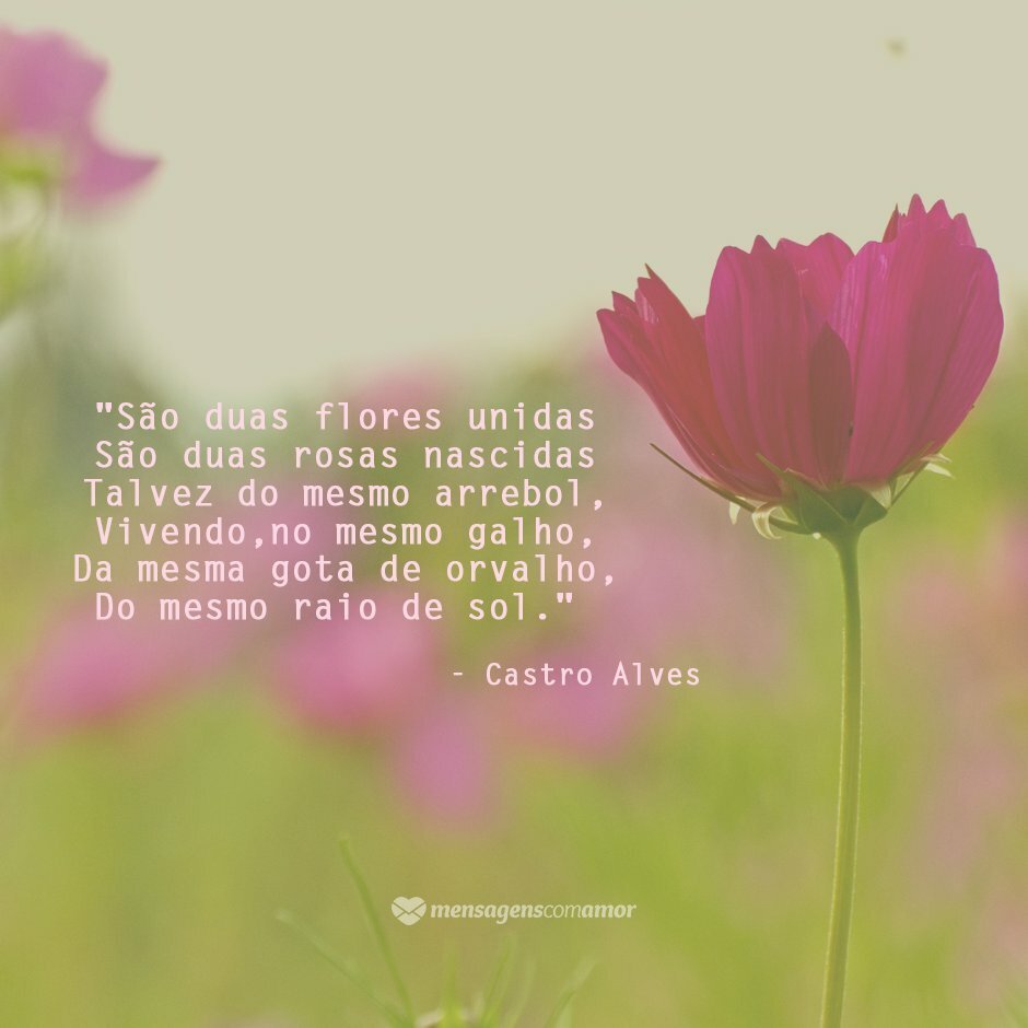 As Duas Flores Castro Alves Autores