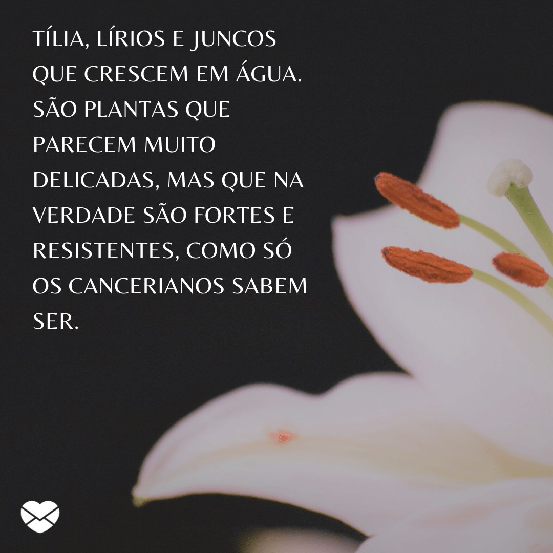 Mensagens com Amor / Canva / trinasnow / pexels 2 'Tília, Lírios e Juncos que crescem em água. São plantas que parecem muito delicadas, mas que na verdade são fortes e resistentes, como só os cancerianos sabem ser.' - Signo de Câncer