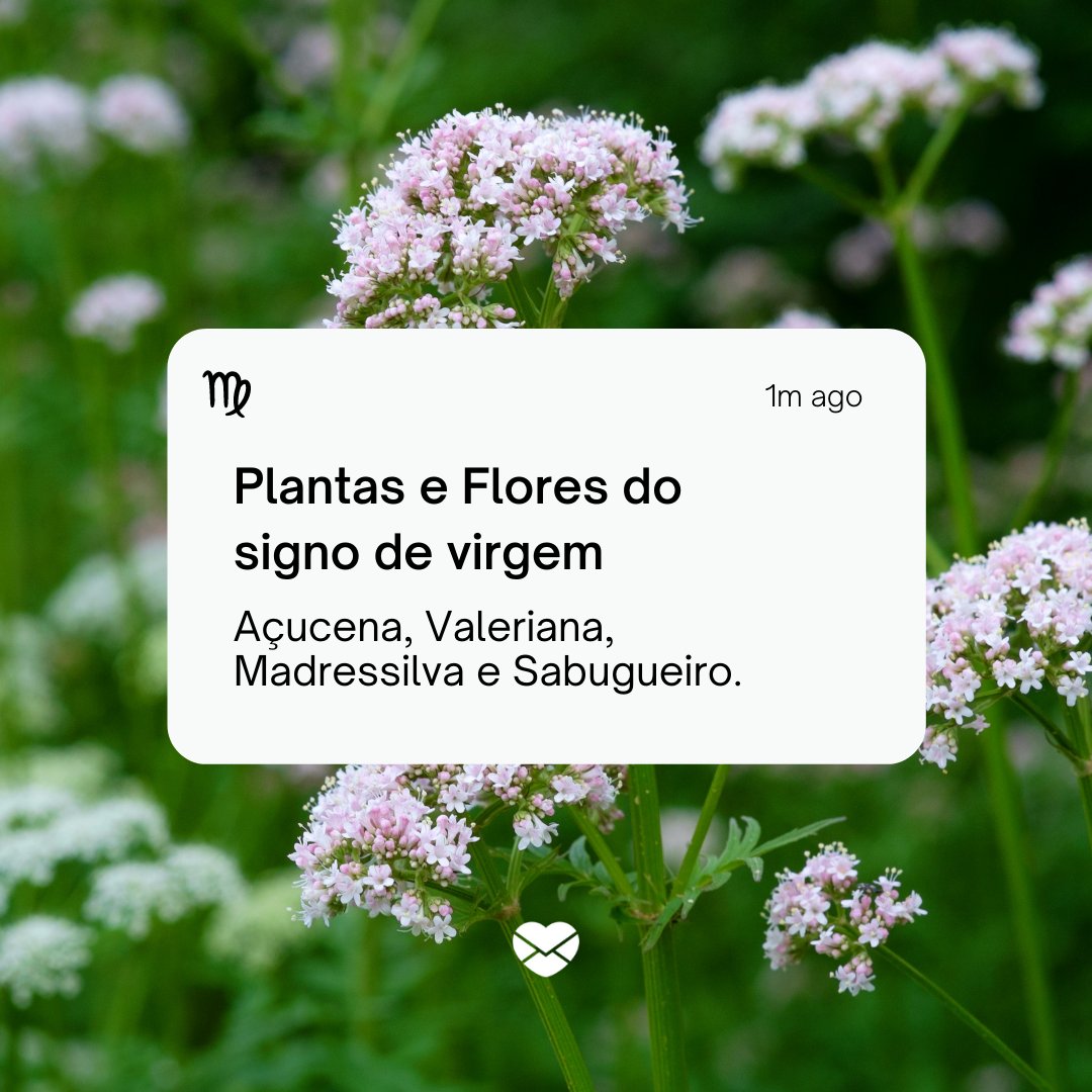 'Plantas e flores do Signo de Virgem. Açucena, Valeriana, Madressilva e Sabugueiro.' - Signo de Virgem