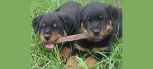 Dois filhotes de rottweiler.