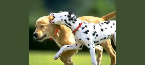 Dois cachorros correndo juntos.