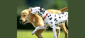 Mensagens Com Amor Dois cachorros correndo juntos.