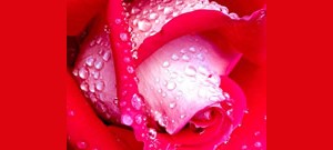 Rosa coberta por orvalho.