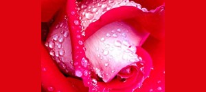 Mensagens Com Amor Rosa coberta por orvalho.