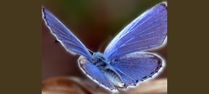 Borboleta com suas asas abertas.