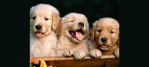 Mensagens Com Amor Três filhotes de cachorro lado a lado.