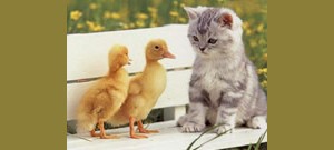 Gatinho sentado em um banco ao lado de dois filhotes de pato.