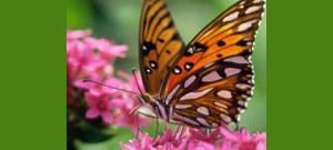 Borboleta em cima de uma flor.