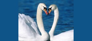 Cisnes brancos com bicos próximos um do outro