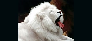 PowerPoint com capa de leão albino
