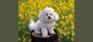 PowerPoint com poodle em campo de flores amarelas na capa