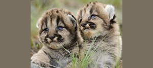 Felinos deitados na grama