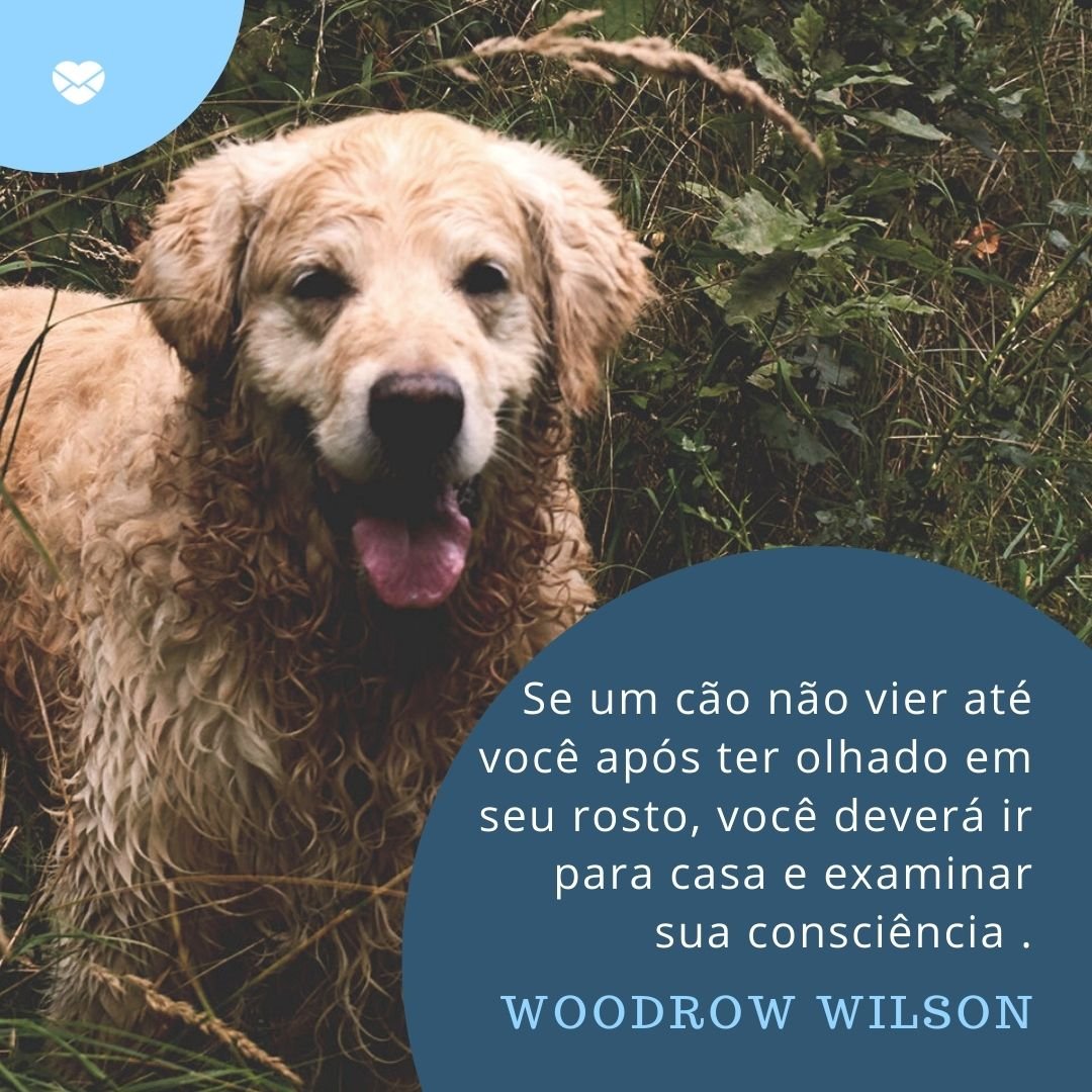 'Se um cão não vier até você após ter olhado em seu rosto, você deverá ir para casa e examinar sua consciência .' - Dia do Cachorro