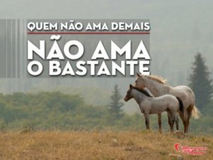 Mensagens Com Amor 'Quem não ama demais não ama o bastante' - Imagens de amizades inesperadas entre bichinhos
