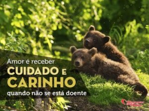 Mensagens Com Amor 'Amor é receber cuidado e carinho quando não se está doente' - Imagens de amizades inesperadas entre bichinhos
