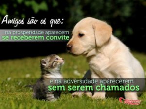 Mensagens Com Amor 'Amigos são os que: na prosperidade aparecem se receberem convite e na adversidade aparecem sem serem chamados' - Imagens de amizades inesperadas entre bichinhos