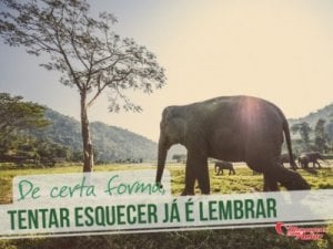 Mensagens Com Amor 'De certa forma, tentar esquecer já é lembrar' - Imagens de amizades inesperadas entre bichinhos
