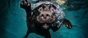 Cachorro preto nadando com bolhas saindo de sua boca.