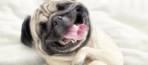 GaúchaZH Cachorro deitado de barriga para cima, com os olhos fechados e a boca aberta parecendo um sorriso.