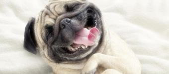 Cachorro deitado de barriga para cima, com os olhos fechados e a boca aberta parecendo um sorriso.