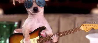 Cachorro com óculos escuros, com as patas em uma miniatura de guitarra, como se estivesse tocando.