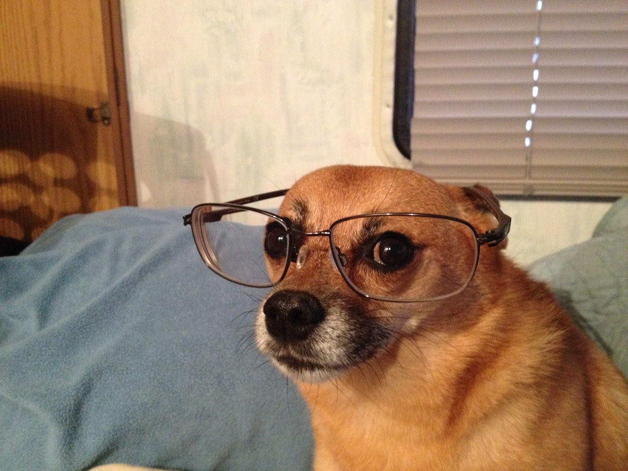 Cachorro com óculos de pessoa, e olhando de lado para a câmera.