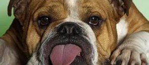 fondsecran.eu Cachorro deitado com a cabeça baixa e a língua para fora mesmo com a boca fechada.