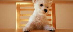 mundoperros.es Cachorro em cima de cadeira, com as patas frontais apoiadas em uma mesa.