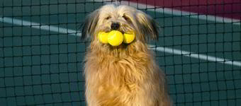 Cachorro em quadra de tênis, na frente da rede, com três bolinhas de tênis na boca.
