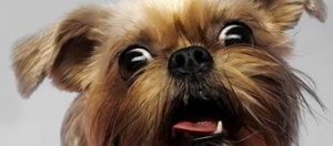 e-tapetki.pl Cachorro com olhos arregalados e boca aberta, como se estivesse surpreso.