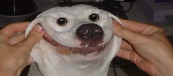 Pessoa puxando as laterias do rosto de um cachorro para parecer que ele está sorrindo.