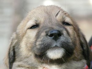Pxfuel Cachorro com a cabeça inclinada e os olhos serrados, como se estivesse desconfiado.