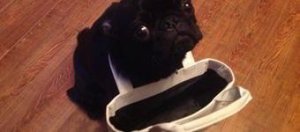 imgur/milesf Pequeno cachorro com o pescoço preso na alça de uma bolsa.