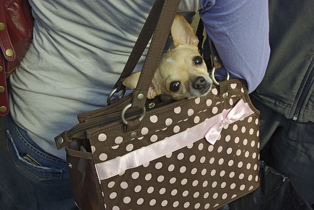 Cachorro dentro de uma bolsa feminina nas costas de uma mulher, apenas com a cabeça para fora e olhando para a câmera.