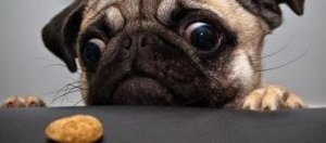 Pinterest Cachorro apoiado em mesa tentando alcançar um biscoito.