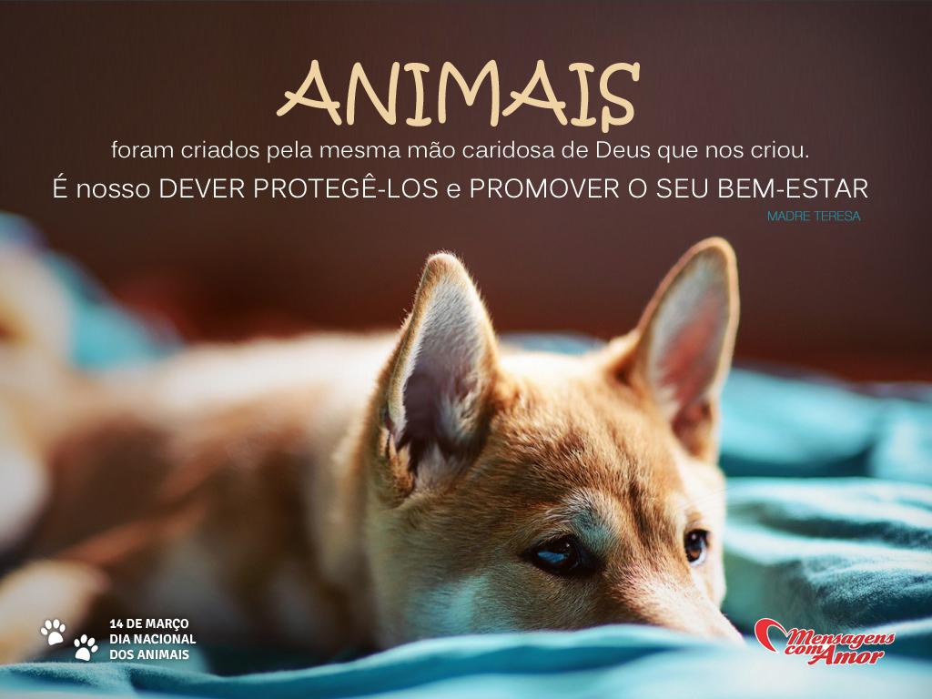 Imagens do Dia dos Animais Eles s£o fofos e merecem este dia Animais foram criados pela mesma m£o caridosa de Deus que nos criou é nosso dever protegª los e promover o seu bem estar