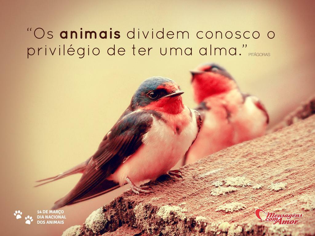 Imagens do Dia dos Animais Eles s£o fofos e merecem este dia Os animais dividem conosco o privilégio de ter uma alma