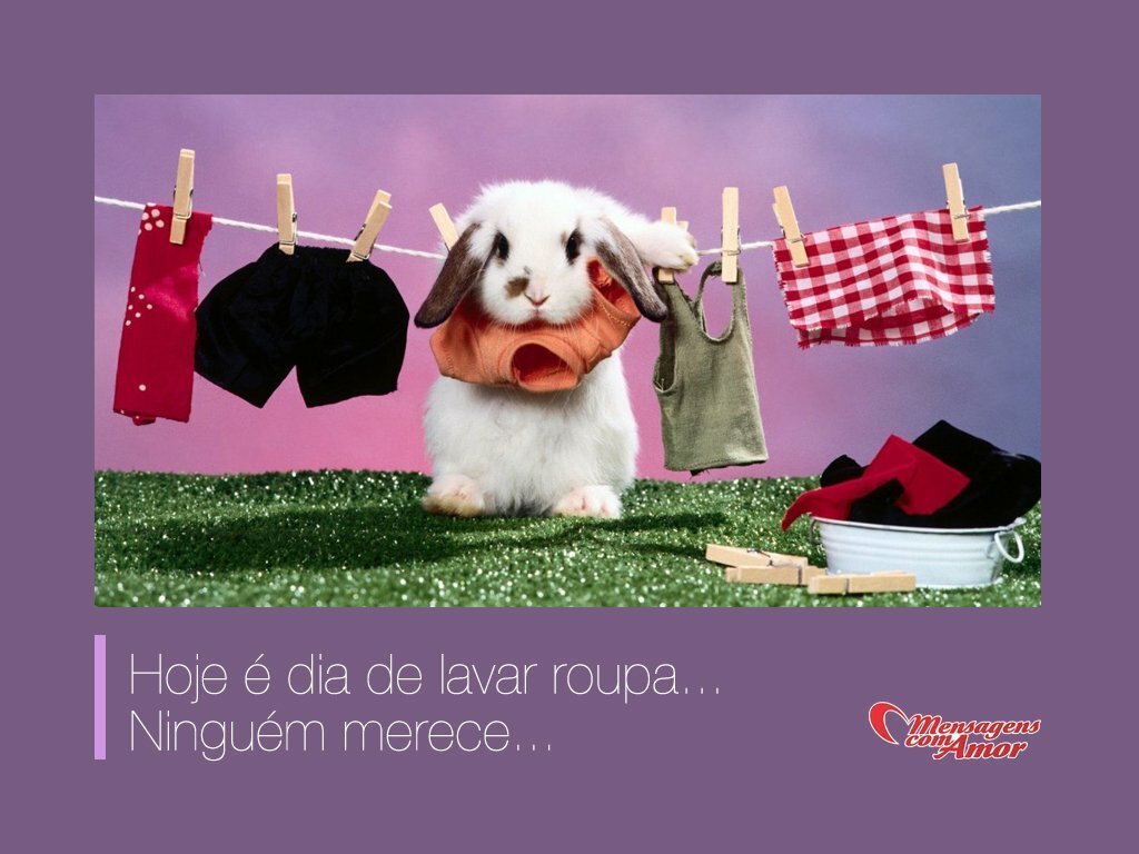 Bichinhos Mais Fofos Dá vontade de levar pra casa Dia de Lavar Roupa