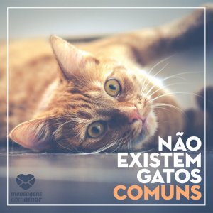 Frases de Gatos. Uma página cheia de fofura.