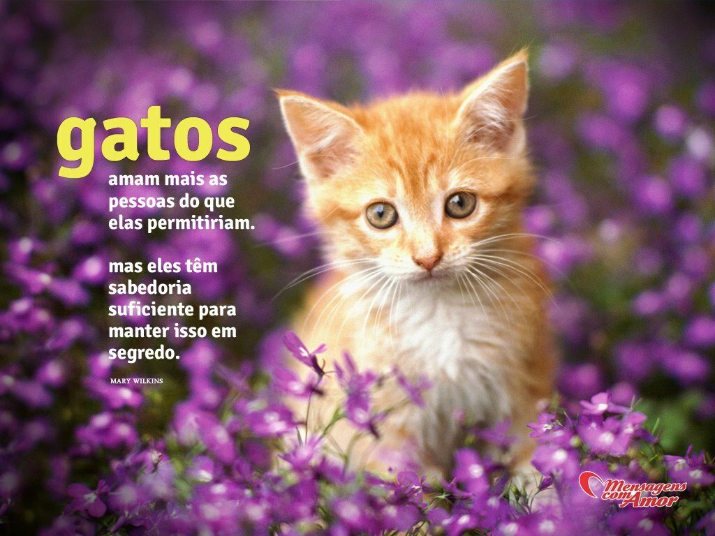 Amor Mary Wilkins Natureza Gatos amam mais as pessoas do que elas permitiriam Mas eles tªm sabedoria suficiente para manter isso em segredo
