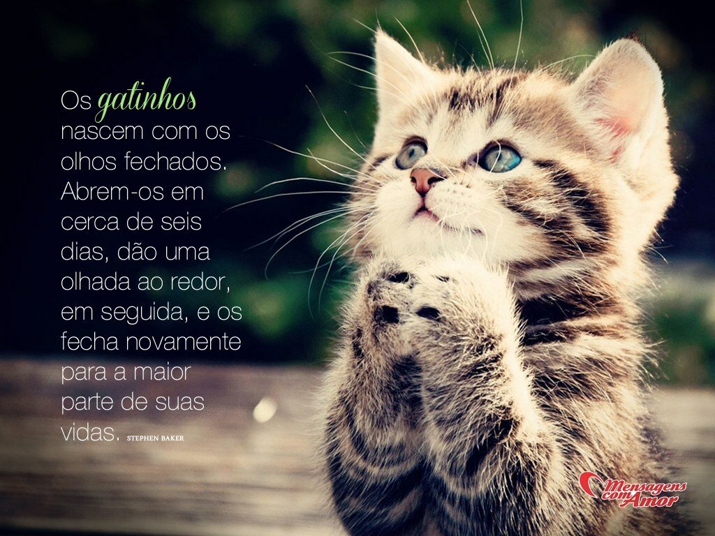 Frases de Gatos Uma página cheia de fofura Abrem os em cerca de seis dias d£o uma olhada ao redor em seguida e os fecha novamente para a maior parte de suas vidas