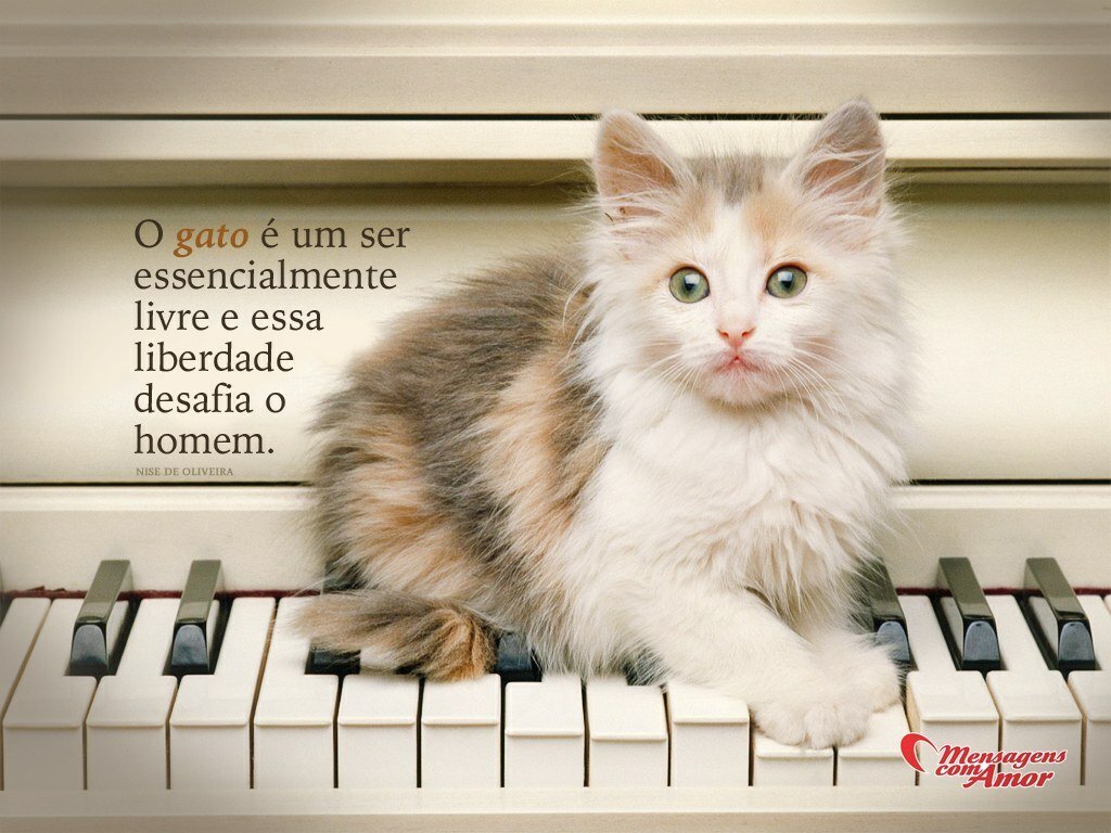 Frases de Gatos Uma página cheia de fofura O gato é um ser essencialmente livre e essa liberdade desafia o homem