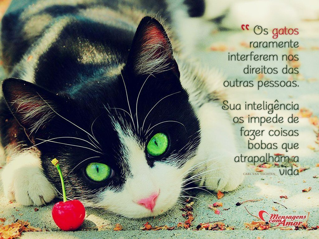 Frases de Gatos Uma página cheia de fofura Carl Van Vechten