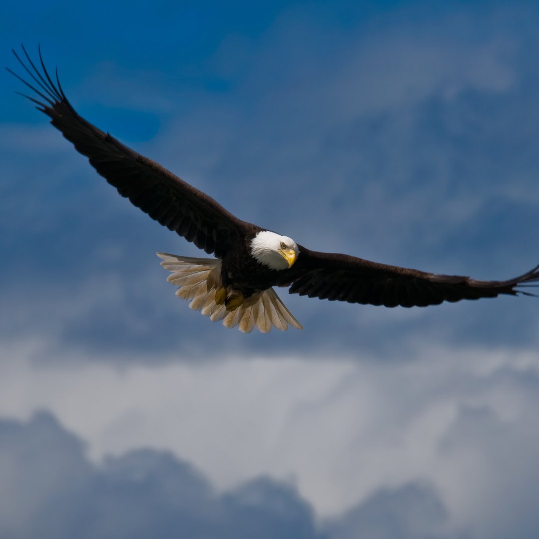 Foto de um águia voando entre as nuvens