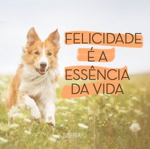 'Felicidade é a essência da vida' - Frases Curtas de Aniversário
