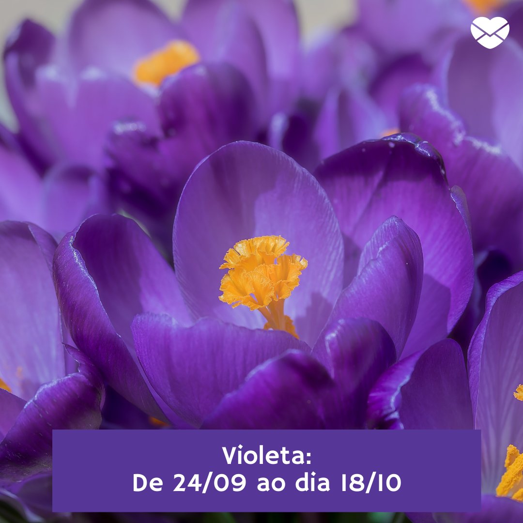 'Violeta' -  Horóscopo das Flores