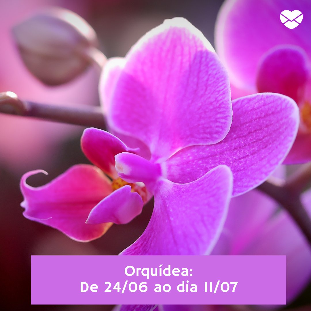 'Orquídea' - Horóscopo das Flores