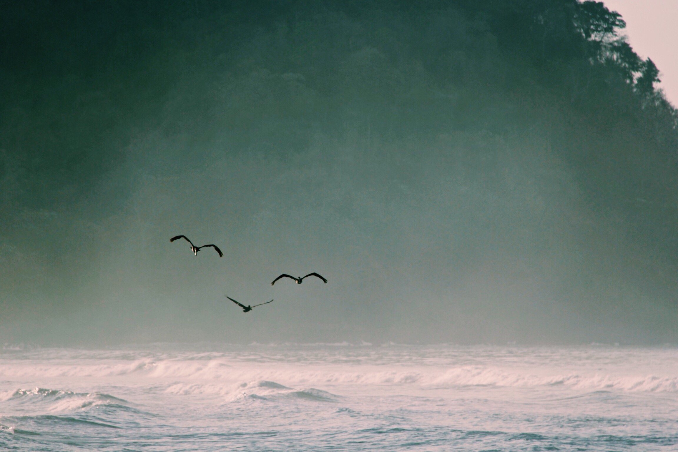 Pássaros voando perto do mar